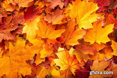 Backgrounds autumn leaves