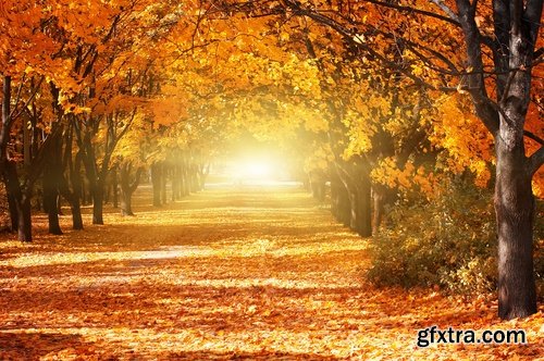 Collection of autumn forest fall landscape mountain nature river meadow yellow leaf #2-25 HQ Jpeg