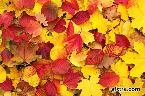Collection of autumn forest fall landscape mountain nature river meadow yellow leaf #2-25 HQ Jpeg