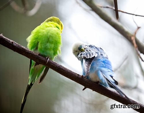 Collection of people with a beautiful view of parrots parrot colorful feather wing 25 HQ Jpeg