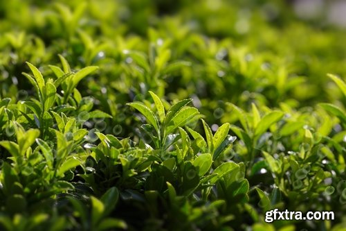 Collection of tea leaf tea plantation drop of clean water on tea leaves 25 HQ Jpeg