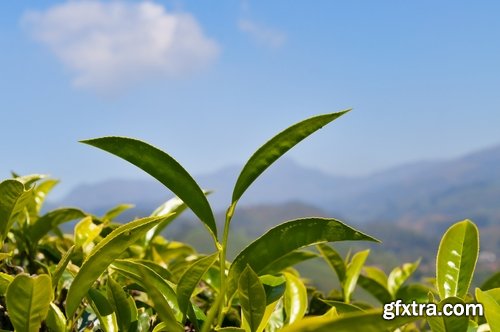 Collection of tea leaf tea plantation drop of clean water on tea leaves 25 HQ Jpeg