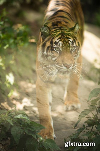 Tigers, 20 x UHQ JPEG