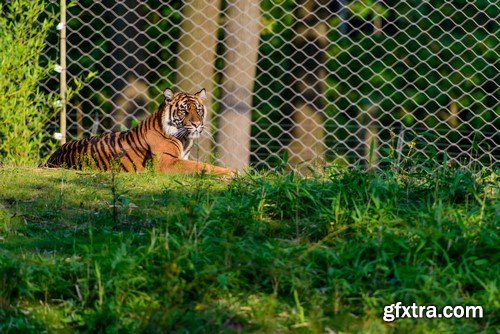 Tigers, 20 x UHQ JPEG