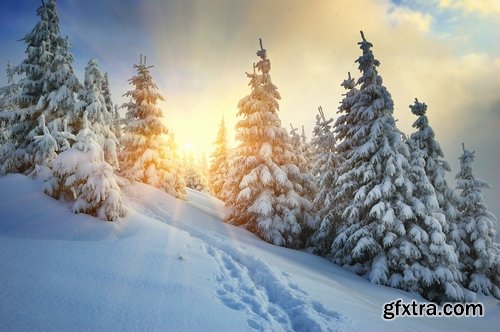 Collection of spruce pine forest in the snow snow winter 25 HQ Jpeg