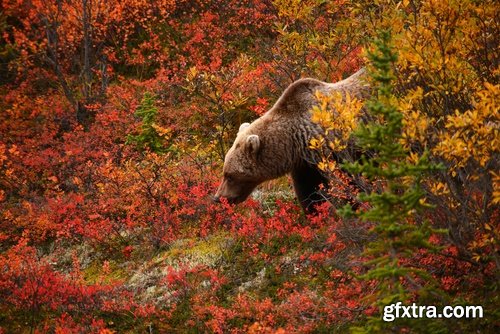 Collection of brown bear nature landscape forest tree 25 HQ Jpeg