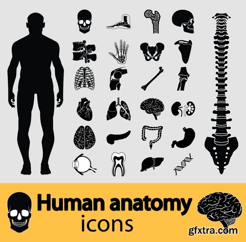 Collection of vector image of human bone musculoskeletal anatomy of the skull 25 EPS