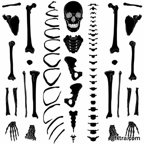 Collection of vector image of human bone musculoskeletal anatomy of the skull 25 EPS