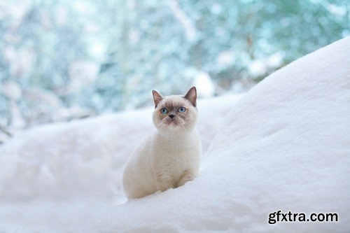White cat in the snow