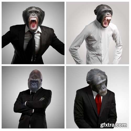 Monkey in suit