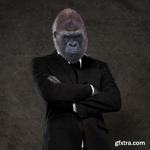 Monkey in suit