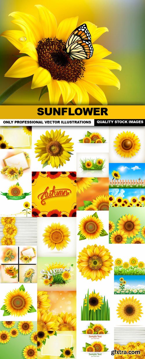 Sunflower , Helianthus - 30 Vector