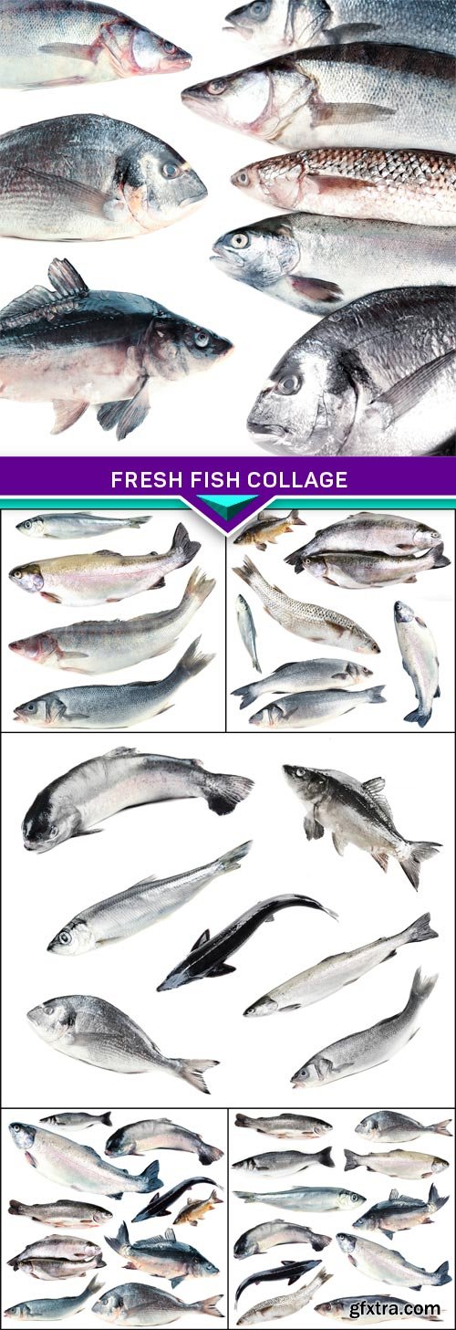 Fresh fish collage 6x JPEG