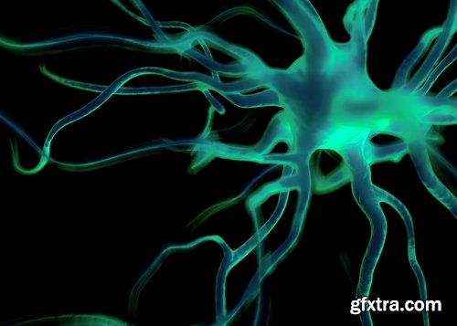 Collection of neuronal cells 3d render of the nervous system 25 HQ Jpeg
