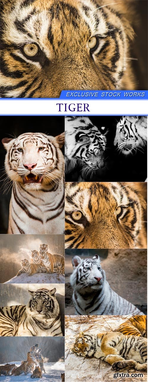 Tiger 8X JPEG