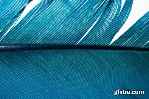 High Quality Closeup Feathers Collection - 15x JPEGs