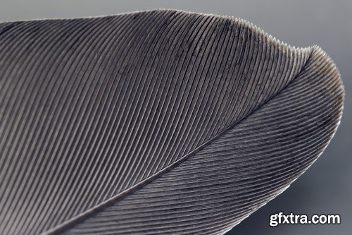High Quality Closeup Feathers Collection - 15x JPEGs