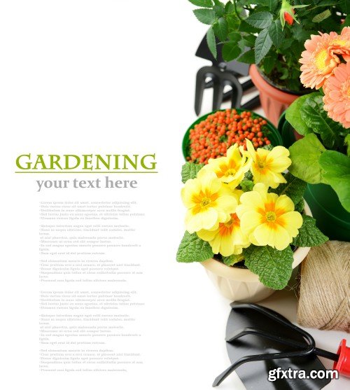 Gardening, flowers and gardening tools on a white background