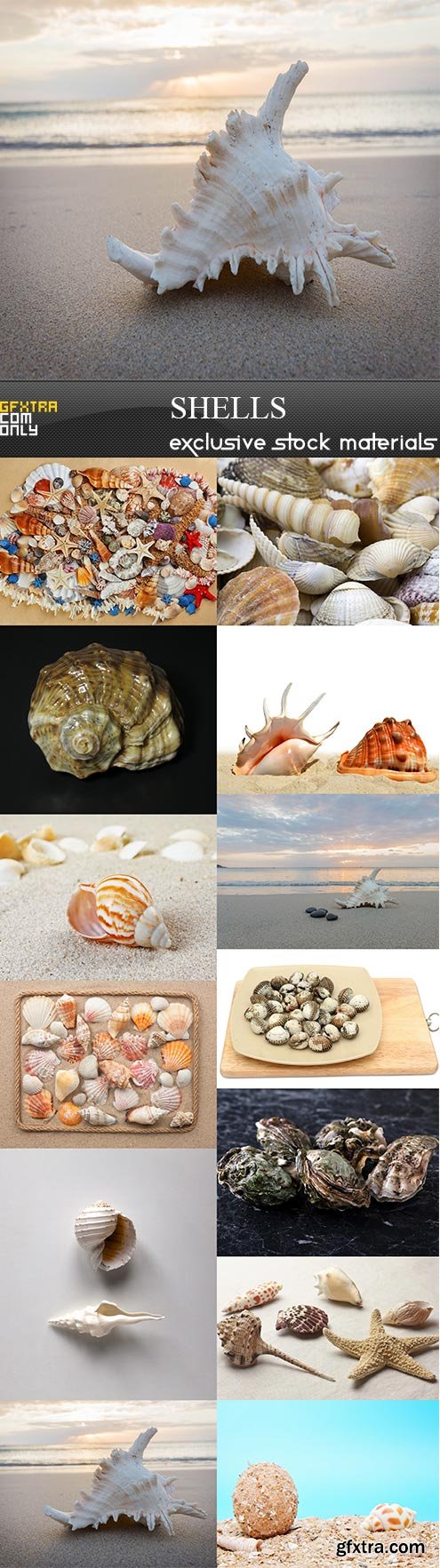 Shells, 13  x  UHQ JPEG
