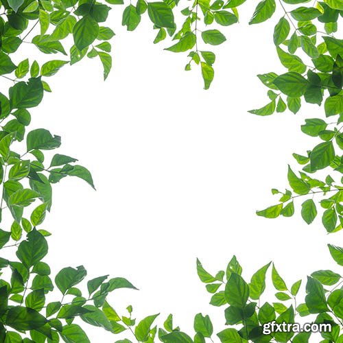 Leaves frames - UHQ Stock Photo
