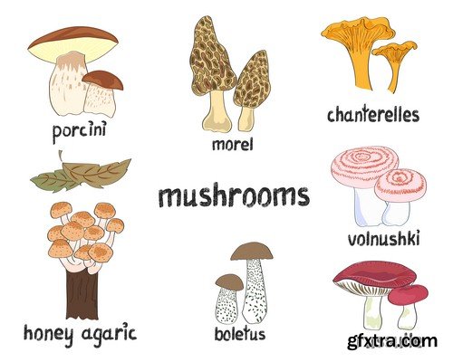 Mushrooms collection