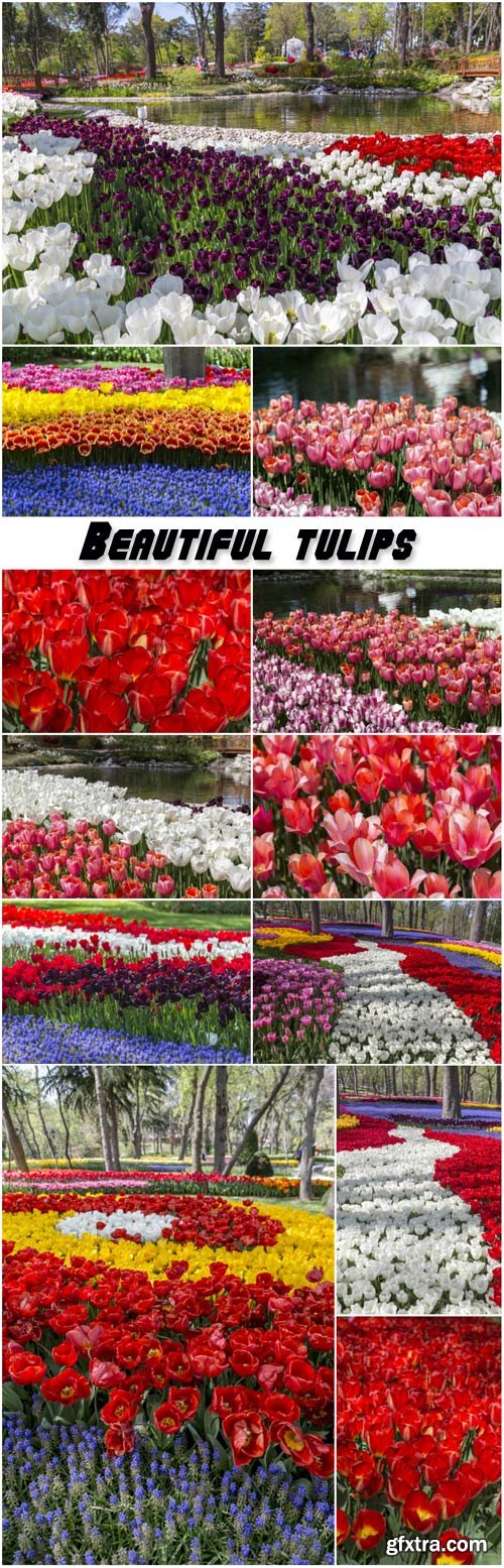 Beautiful tulips, flower beds