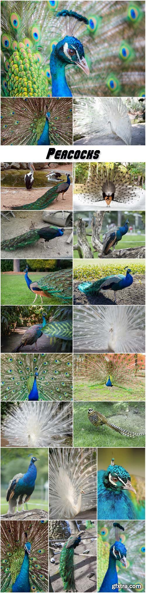 Peacocks, exotic bird
