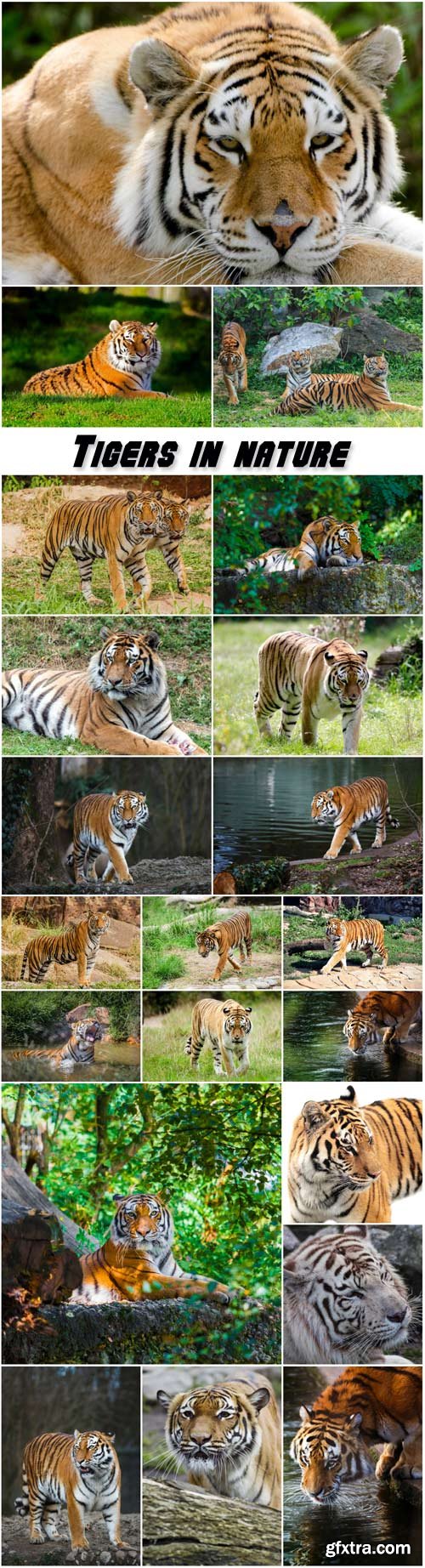 Tigers in Nature, Predators 20xJPG