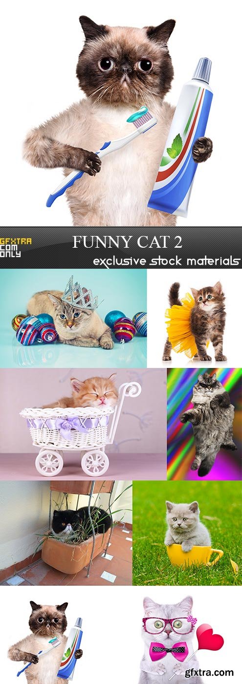 Funny cat 2, 8  x  UHQ JPEG