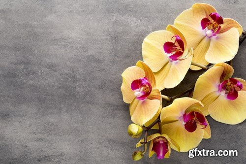 Orchid & SPA Backgrounds - 25xUHQ JPEG