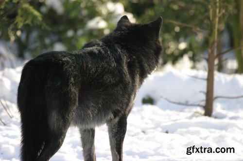 Collection a wolf black gray brown white beast predator 25 HQ Jpeg
