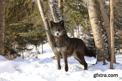 Collection a wolf black gray brown white beast predator 25 HQ Jpeg