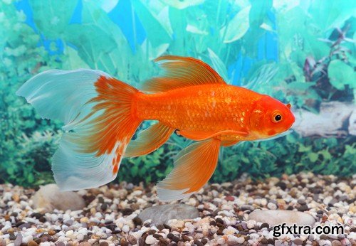 Gold fish 1-6xJPEGs