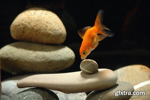 Gold fish 1-6xJPEGs