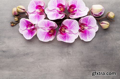 Orchid & SPA Backgrounds 2 - 25xUHQ JPEG