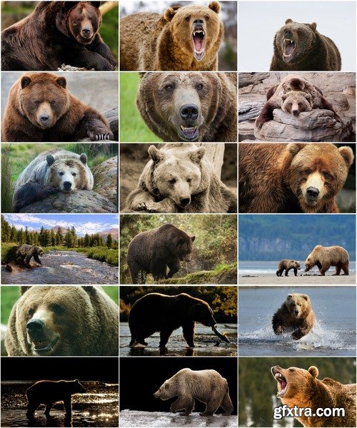 Collection Grizzly Bear predatory animal skin fur hunting in the wild 25 HQ Jpeg