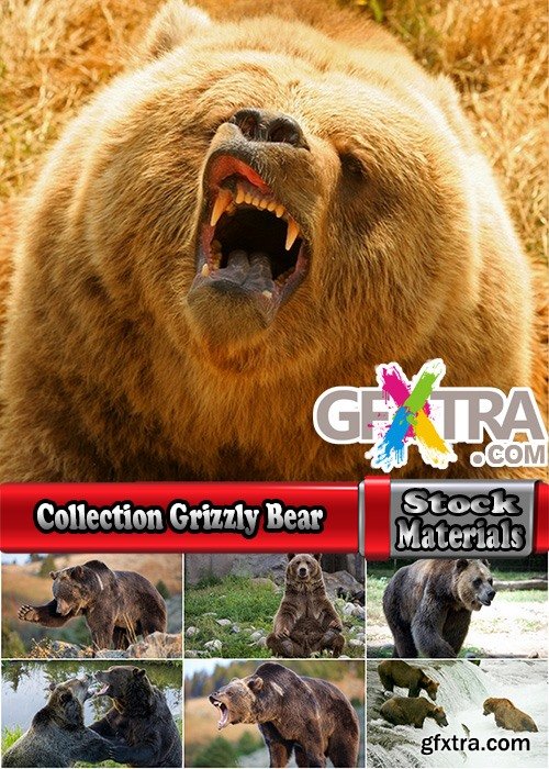 Collection Grizzly Bear predatory animal skin fur hunting in the wild 25 HQ Jpeg