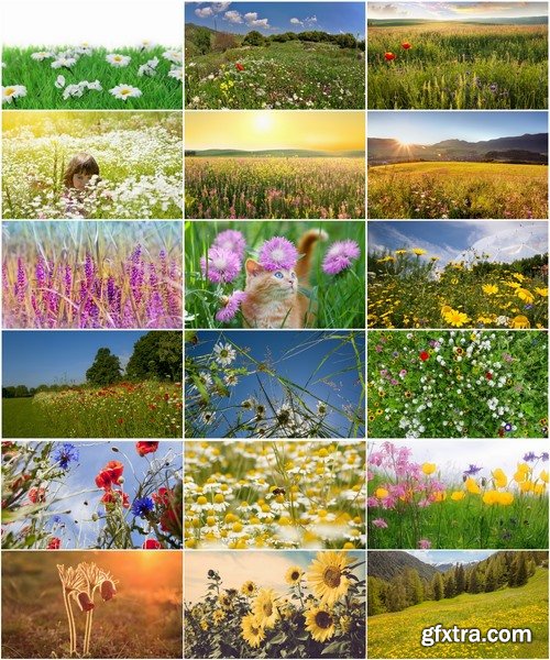 Collection of flower meadow wild flower meadow field sprout landscape 25 HQ Jpeg