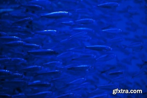 Collection of flock fish sea fish cant set of cloud 25 HQ Jpeg