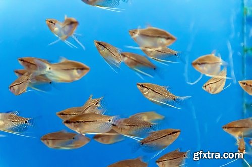 Collection of flock fish sea fish cant set of cloud 25 HQ Jpeg