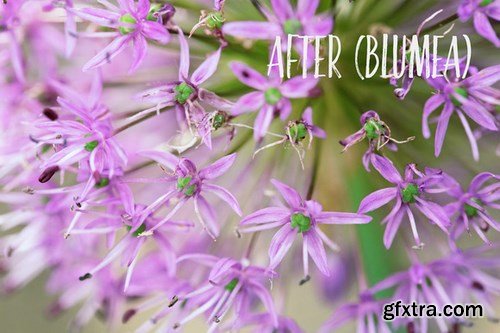 CM - PHOTOSHOP actions set