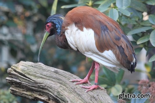 Collection ibis bird feather pink red nature landscape animal swamp forest pond 25 HQ Jpeg