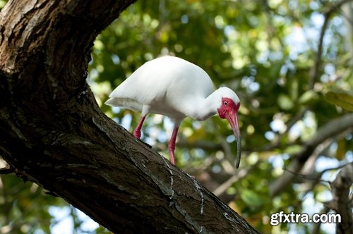 Collection ibis bird feather pink red nature landscape animal swamp forest pond 25 HQ Jpeg