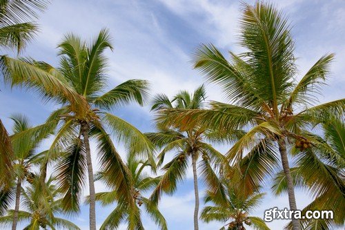 Backgrounds with palm trees-10xJPEGs