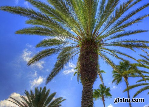 Backgrounds with palm trees-10xJPEGs