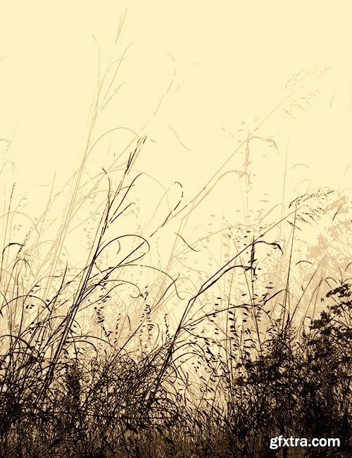 Ron's Weeds Photoshop Brushes Ron's Weeds Photoshop Brushes