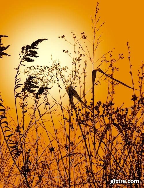 Ron's Weeds Photoshop Brushes Ron's Weeds Photoshop Brushes