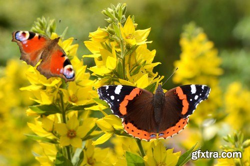butterfly on a flower 8X JPEG