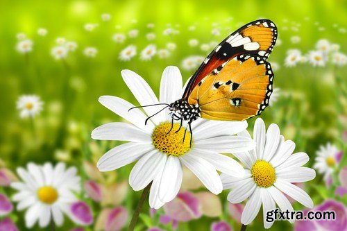 butterfly on a flower 8X JPEG