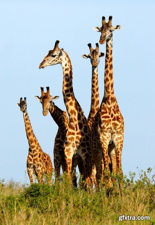 Family of giraffes 7X JPEG